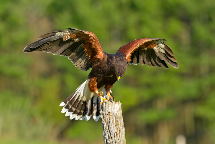 04 hawk
