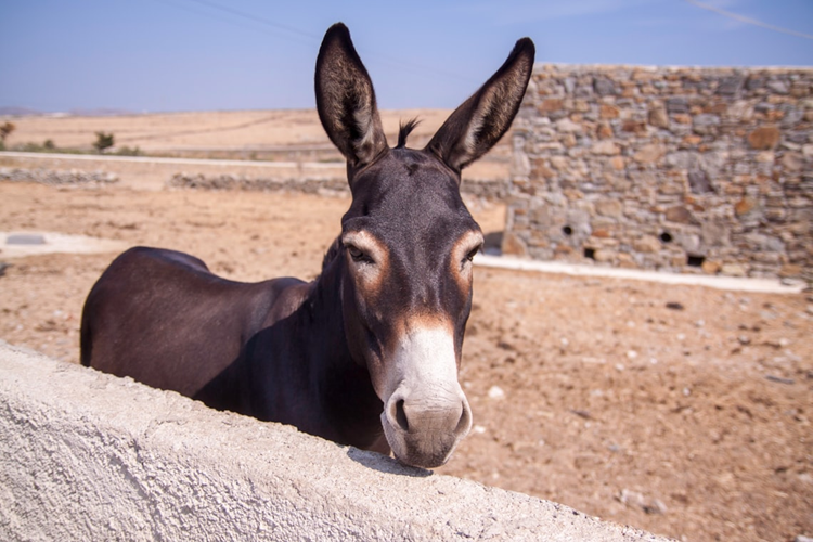 06 mule